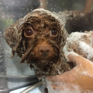 シャンプートイプー