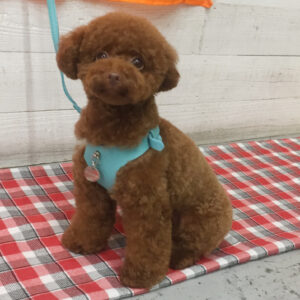 仕上がりトイプー