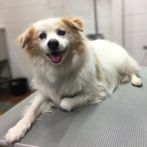 よろしくミックス