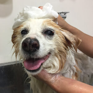 シャンプーミックス