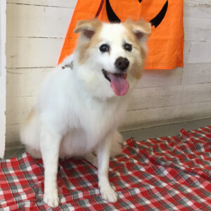 仕上がりミックス