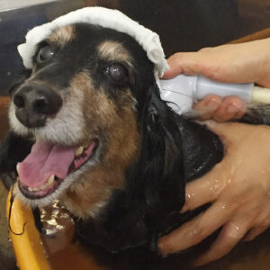 お風呂ダックス