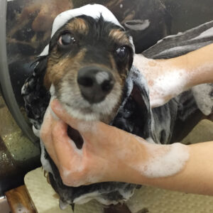 シャンプーダックス