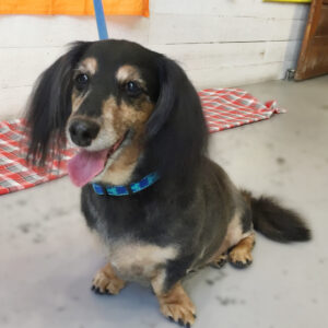 仕上がりダックス