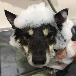 シャンプーしば