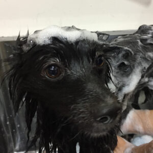 シャンプーポメ