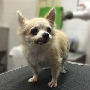 よろしくチワワ