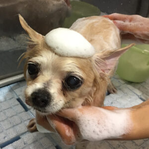 シャンプーチワワ