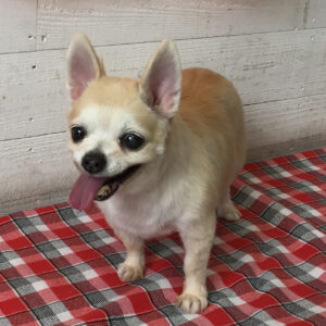 仕上がりチワワ