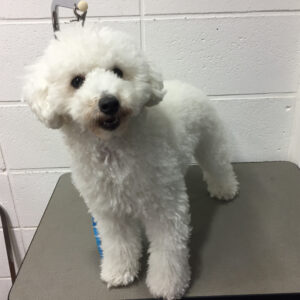 よろしくトイプー