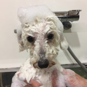 シャンプートイプー