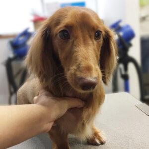 よろしくダックス