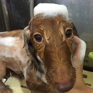 シャンプーダックス