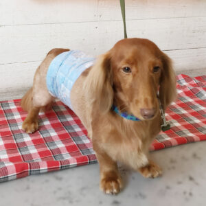 仕上がりダックス