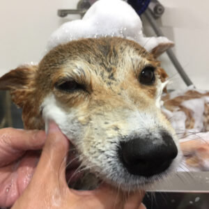 シャンプーしば