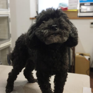 よろしくトイプー