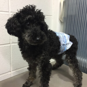 よろしくトイプー