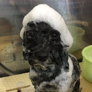 シャンプートイプー