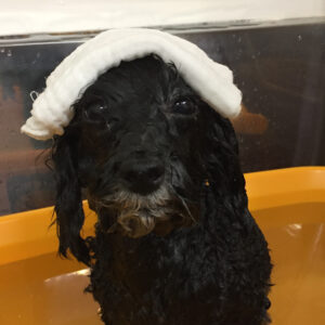 お風呂トイプー