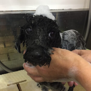 シャンプートイプー