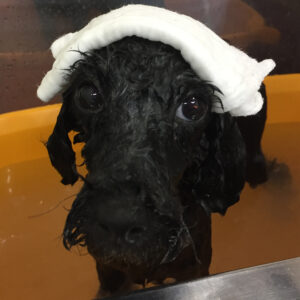 お風呂トイプー