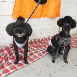 仕上がりトイプー