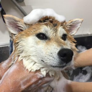 シャンプーしば