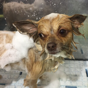 シャンプーチワワ