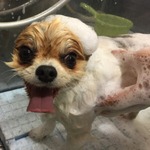 シャンプーミックス