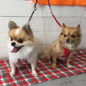 仕上がりミックス&チワワ