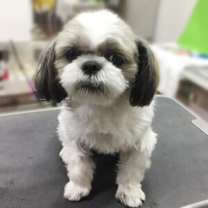 よろしくシーズー