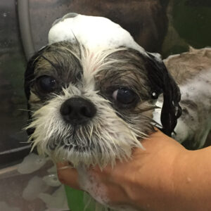 シャンプーシーズー