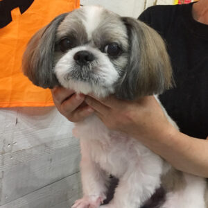 仕上がりシーズー