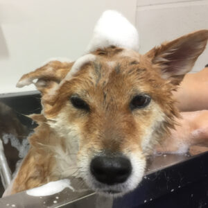 シャンプーしば