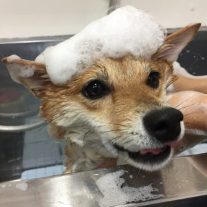 シャンプーしば