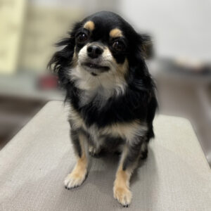 よろしくチワワ