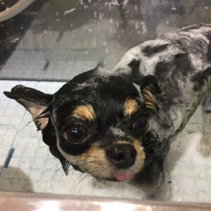 シャンプーチワワ