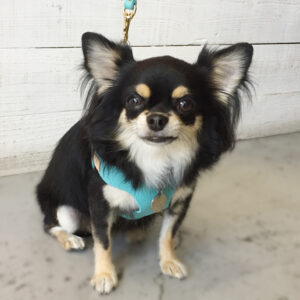 仕上がりチワワ