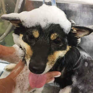 シャンプー豆柴