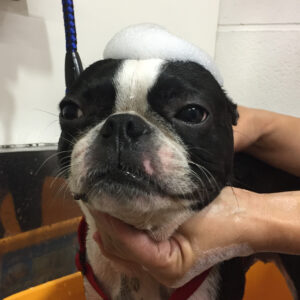 シャンプーボストン