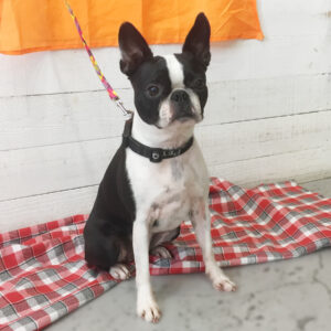 仕上がりボストン