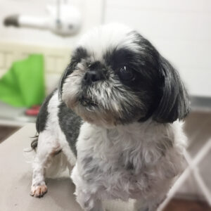 よろしくシーズー