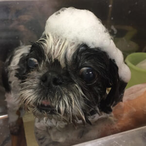 シャンプーシーズー