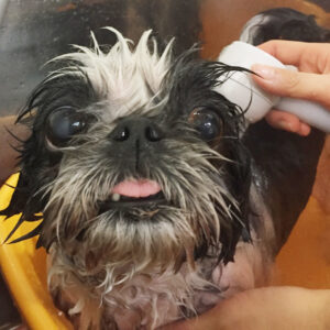 お風呂シーズー