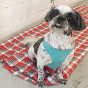 仕上がりシーズー