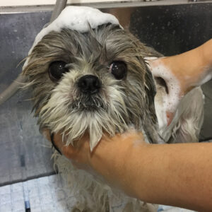 シャンプーシーズー