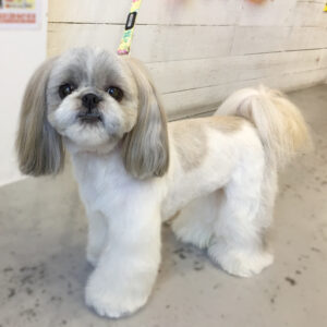 仕上がりシーズー