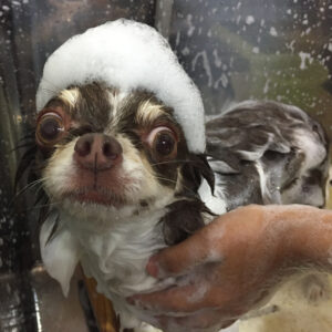 シャンプーチワワ