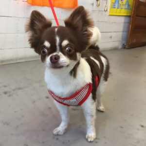 仕上がりチワワ