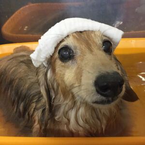 お風呂ダックス